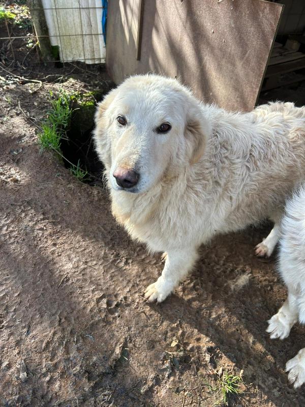 Bianca splendida cagnolona simil pastore cerca casa  Foto 3